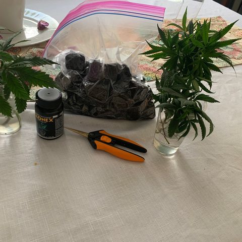 Zkittle LPC, TP & Palp Kush growlog photo: 2nd Clones cut and 1st set rooted/transplanted 