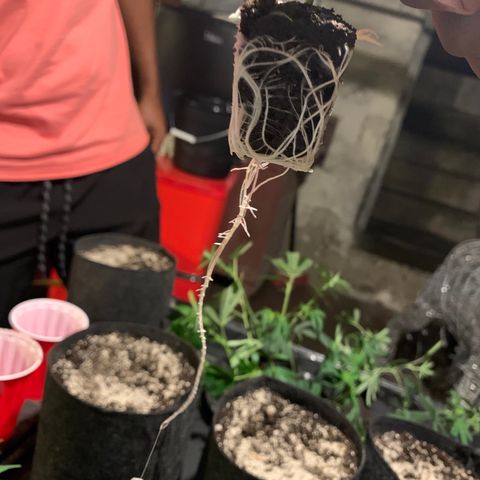 Zkittle LPC, TP & Palp Kush growlog photo: 2nd Clones cut and 1st set rooted/transplanted 