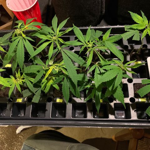 Zkittle LPC, TP & Palp Kush growlog photo: 2nd Clones cut and 1st set rooted/transplanted 