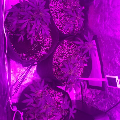 Zkittle LPC, TP & Palp Kush growlog photo: 2x4 tent clutched up, top dressing super soil