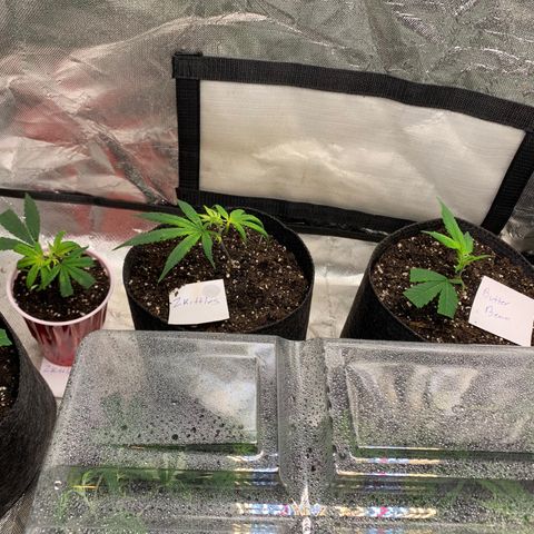 Zkittle LPC, TP & Palp Kush growlog photo: 2nd Clones cut and 1st set rooted/transplanted 
