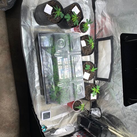Zkittle LPC, TP & Palp Kush growlog photo: 2nd Clones cut and 1st set rooted/transplanted 