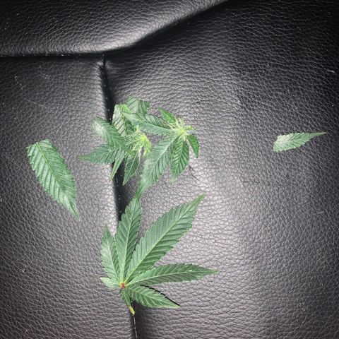 Zkittle LPC, TP & Palp Kush growlog photo: PM removal 