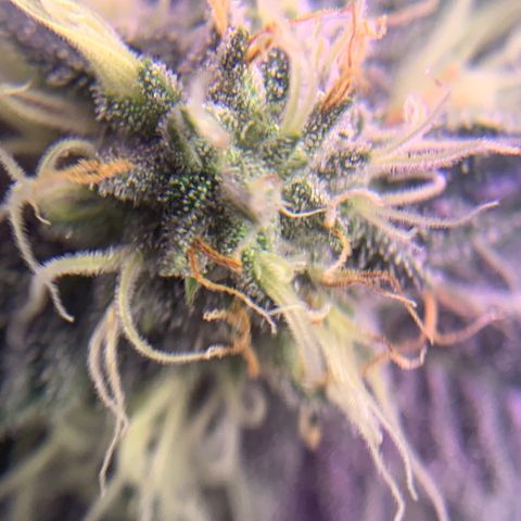Zkittle LPC, TP & Palp Kush growlog photo: Maybe I can use this to check trichs when it’s time 😁
