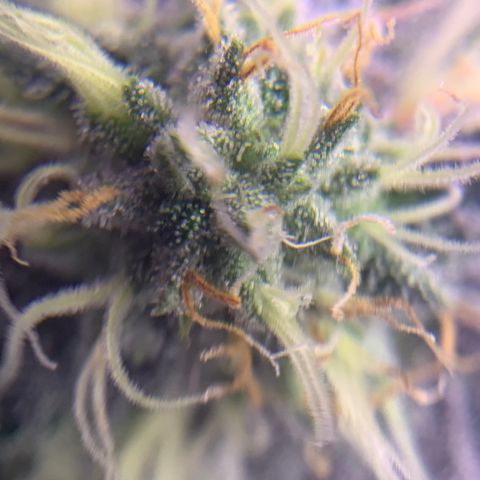 Zkittle LPC, TP & Palp Kush growlog photo: Maybe I can use this to check trichs when it’s time 😁
