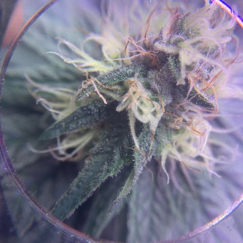 Zkittle LPC, TP & Palp Kush growlog photo: Maybe I can use this to check trichs when it’s time 😁