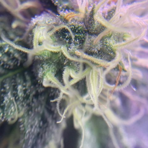 Zkittle LPC, TP & Palp Kush growlog photo: Maybe I can use this to check trichs when it’s time 😁