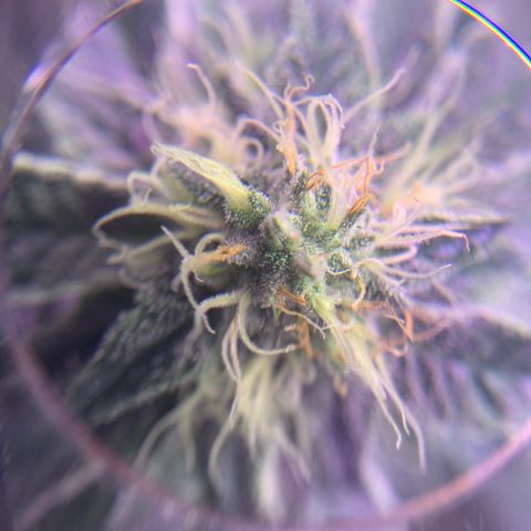 Zkittle LPC, TP & Palp Kush growlog photo: Maybe I can use this to check trichs when it’s time 😁