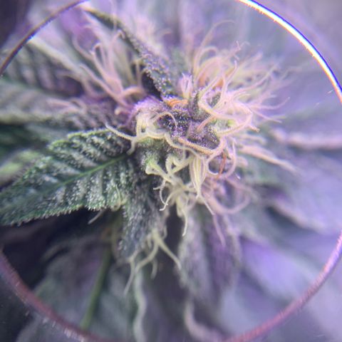 Zkittle LPC, TP & Palp Kush growlog photo: Maybe I can use this to check trichs when it’s time 😁