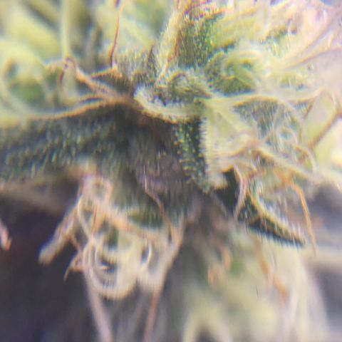 Zkittle LPC, TP & Palp Kush growlog photo: Maybe I can use this to check trichs when it’s time 😁