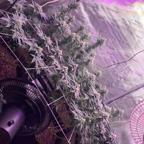 Zkittle LPC, TP & Palp Kush growlog timeline photo