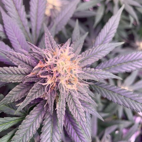 Zkittle LPC, TP & Palp Kush growlog timeline photo