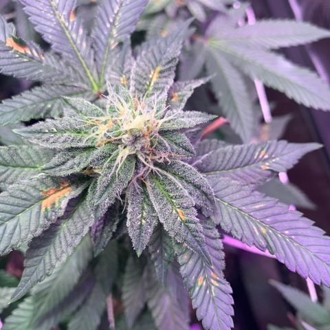 Zkittle LPC, TP & Palp Kush growlog timeline photo