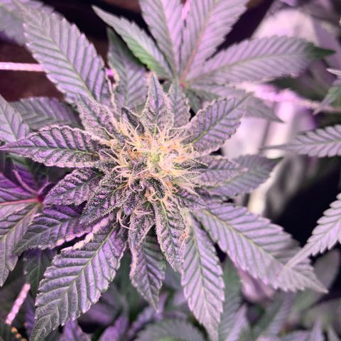 Zkittle LPC, TP & Palp Kush growlog timeline photo