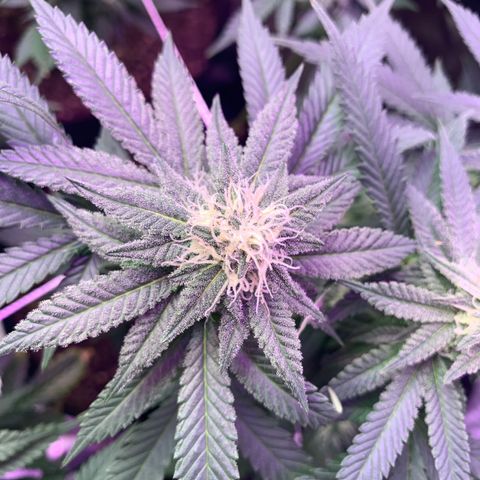 Zkittle LPC, TP & Palp Kush growlog timeline photo
