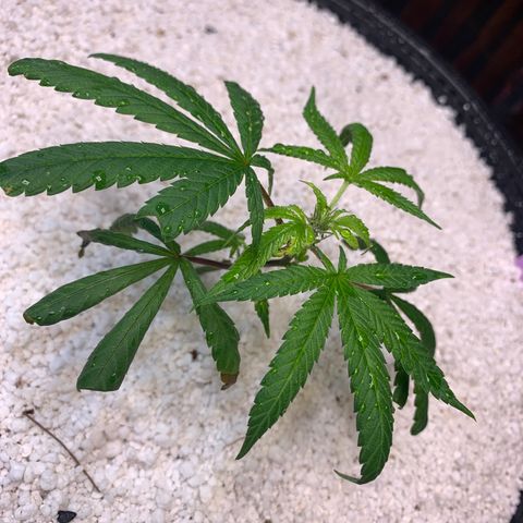Zkittle Gpa growlog timeline photo