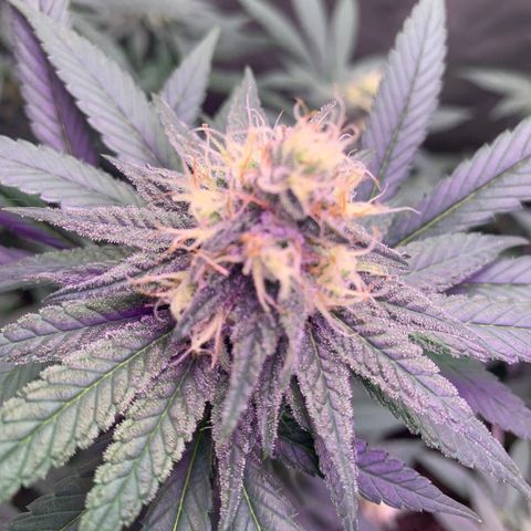 Zkittle LPC, TP & Palp Kush growlog timeline photo