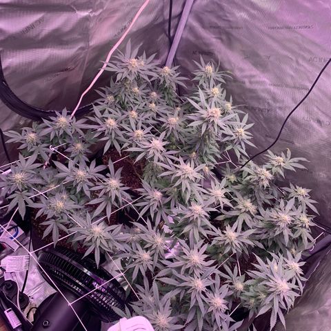 Zkittle LPC, TP & Palp Kush growlog timeline photo