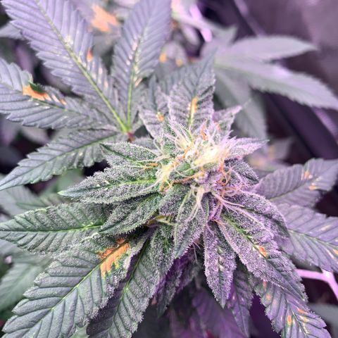 Zkittle LPC, TP & Palp Kush growlog timeline photo
