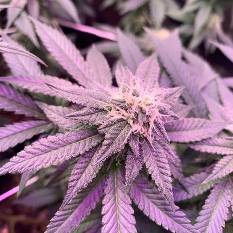 Zkittle LPC, TP & Palp Kush growlog timeline photo