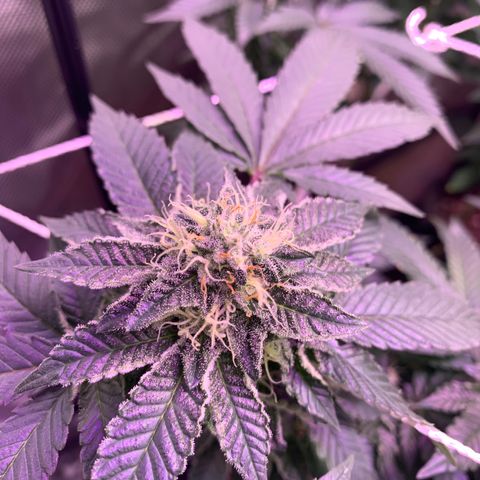 Zkittle LPC, TP & Palp Kush growlog timeline photo