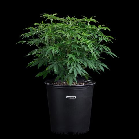 Mota Hari XX growlog timeline photo