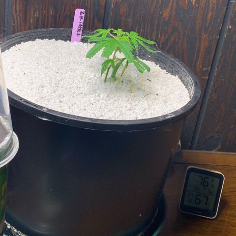 Zkittle Gpa growlog timeline photo