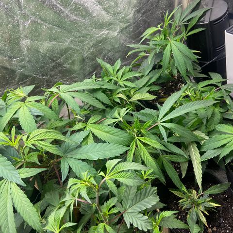 Clone Tent Zkit, LPC, PK, Sour A, BB growlog photo: Week 3/4