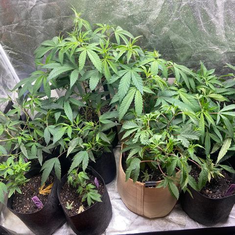 Clone Tent Zkit, LPC, PK, Sour A, BB growlog photo: Week 3/4