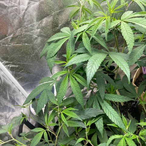 Clone Tent Zkit, LPC, PK, Sour A, BB growlog photo: Week 3/4