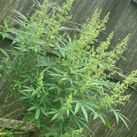 Sour Amnesia & Butter Bean growlog photo: Sucks buds and bees