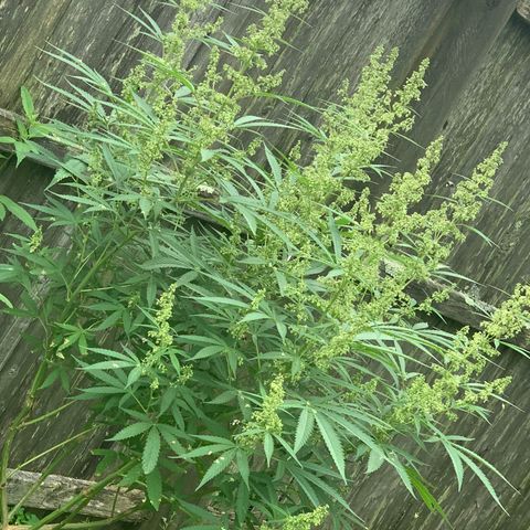 Sour Amnesia & Butter Bean growlog photo: Sucks buds and bees