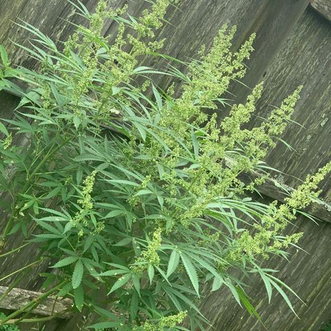 Sour Amnesia & Butter Bean growlog photo: Sucks buds and bees