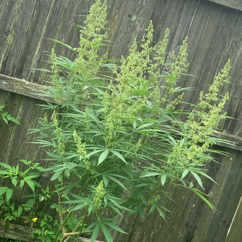 Sour Amnesia & Butter Bean growlog photo: Sucks buds and bees
