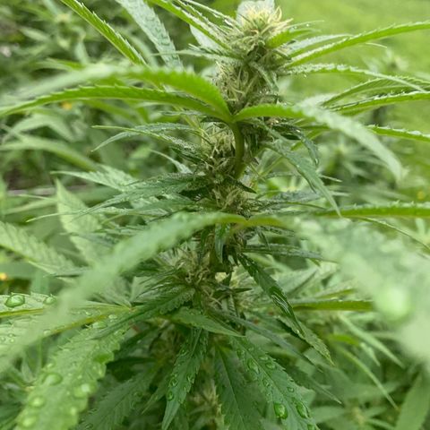 Sour Amnesia & Butter Bean growlog photo: Sucks buds and bees