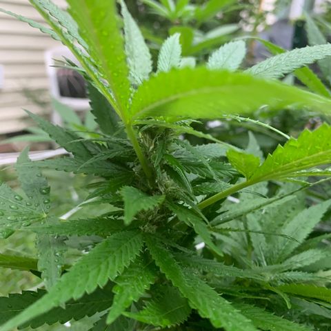 Sour Amnesia & Butter Bean growlog photo: Sucks buds and bees