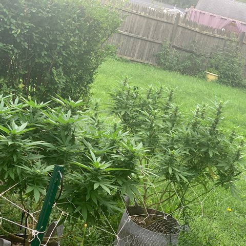 Sour Amnesia & Butter Bean growlog photo: Sucks buds and bees