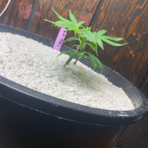 Zkittle Gpa growlog timeline photo