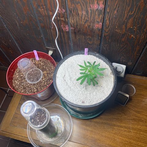 Zkittle Gpa growlog timeline photo