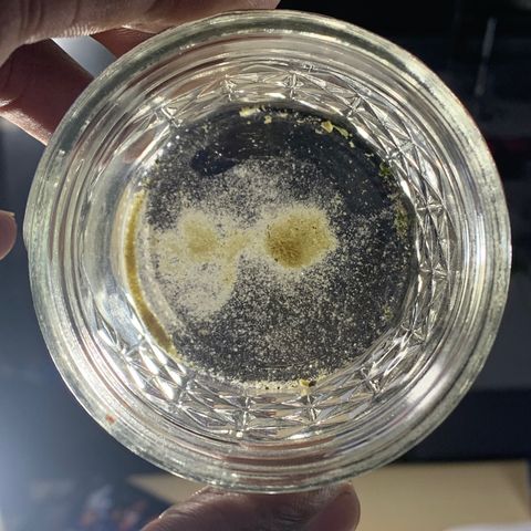Sour Amnesia & Butter Bean growlog timeline photo