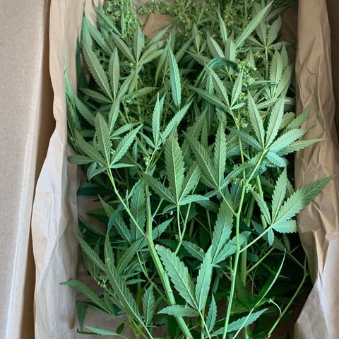 Sour Amnesia & Butter Bean growlog timeline photo