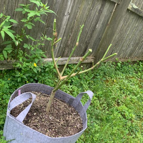 Sour Amnesia & Butter Bean growlog timeline photo
