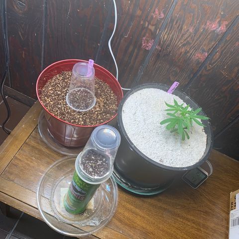 Mota Hari XX growlog photo: Seeds sprouted from coco, new tent ⛺️ 