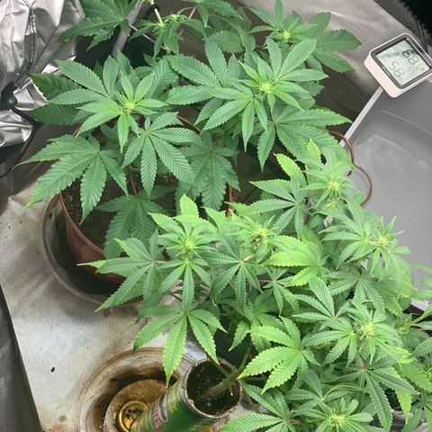 Mota Hari XX growlog photo: Budding