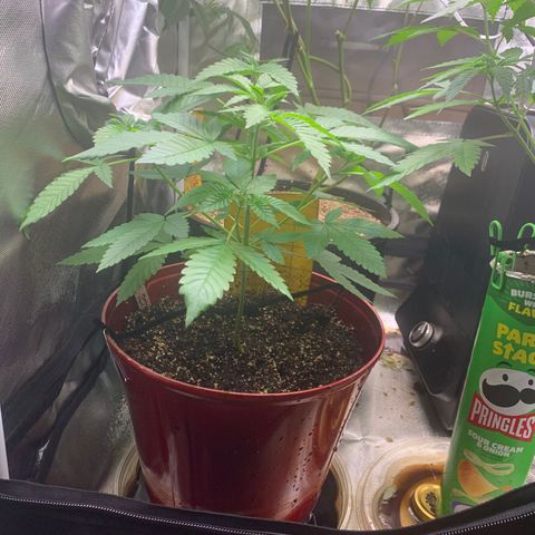 Mota Hari XX growlog timeline photo