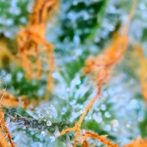 Zkittle LPC, TP & Palp Kush growlog photo: Seeing some amberonis 