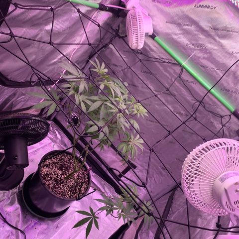 Zkittle Gpa growlog photo: Vaccummd out the top perlite cover, exposed roots, recovered with organic soil top dressed GGA