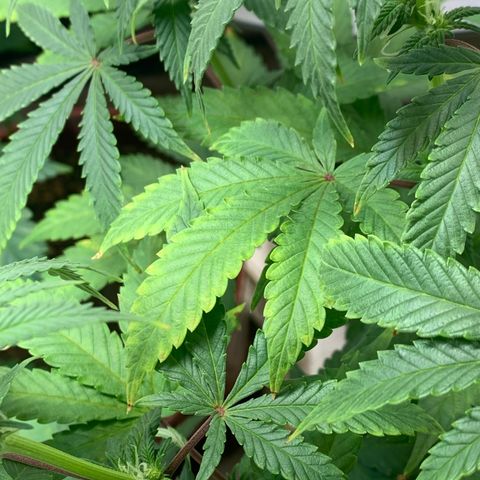 Mota Hari XX growlog photo: Budding