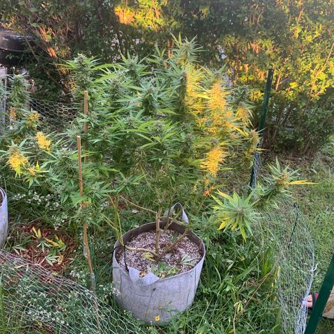 Sour Amnesia & Butter Bean growlog timeline photo
