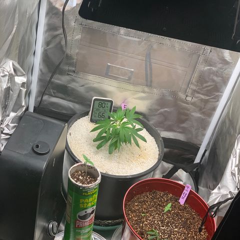 Mota Hari XX growlog photo: New trues poppin, zkittle growing